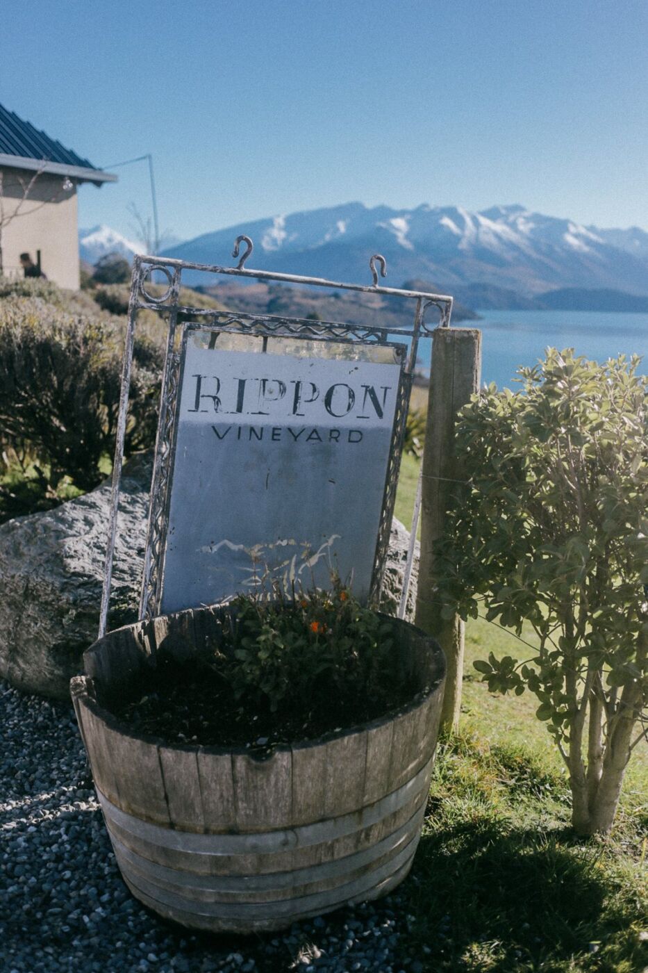 A weathered painted Rippon Vineyard sign in an iron frame, set in a wine barrel planter with Lake Wānaka and snow-capped mountains behind