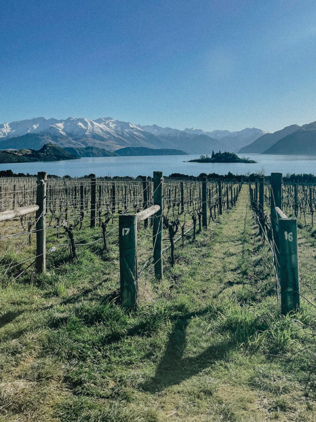 Dormant winter vine rows at Rippon leading down toward Lake Wānaka, with Ruby Island in the lake and snow-covered mountains beyond