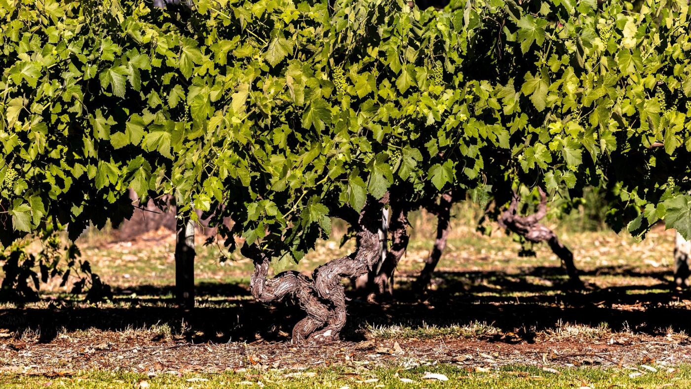 Twisted old Shiraz vines under a full canopy in Langmeil's Freedom 1843 vineyard, Tanunda